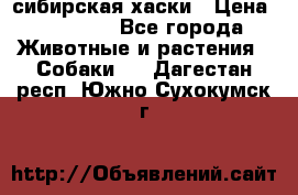 l: сибирская хаски › Цена ­ 10 000 - Все города Животные и растения » Собаки   . Дагестан респ.,Южно-Сухокумск г.